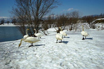 袋地沼の白鳥3