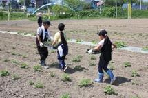 子どもたちの農業体験の風景