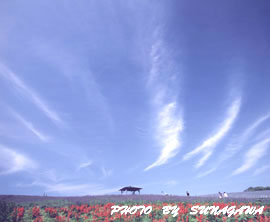 夏空に映えるラベンダー園