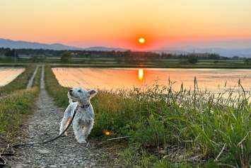 この時期だけの田んぼと夕日それと我が愛犬