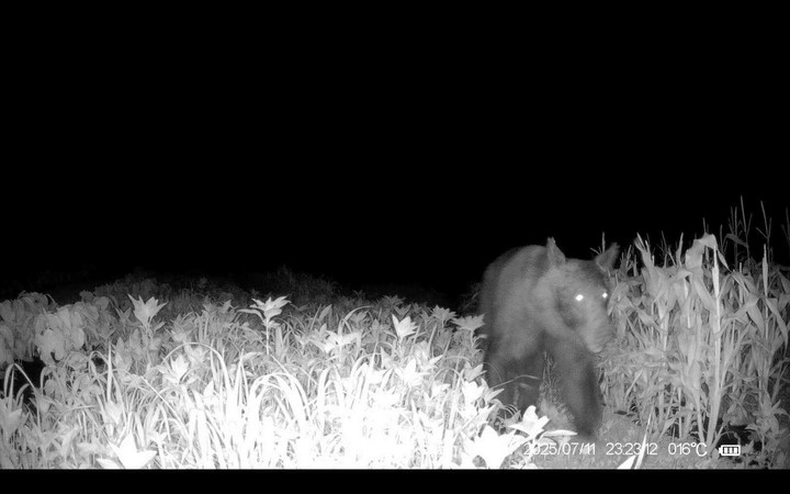 ヒグマ注意報