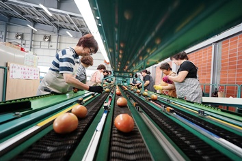 生産者毎にベルトコンベアーに載せられ仕訳台で出荷できないトマトを取り除きます。