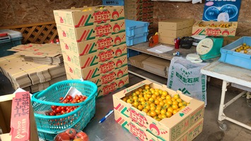 出荷する黄色いミニトマト