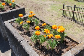 パンケ歌志内川河岸親水広場植栽会