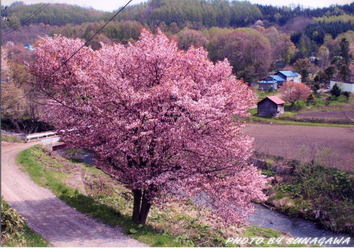 優秀賞「北吉野の桜」成田 正治氏