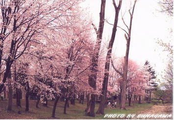 入選「北光園の桜」成田 正治氏
