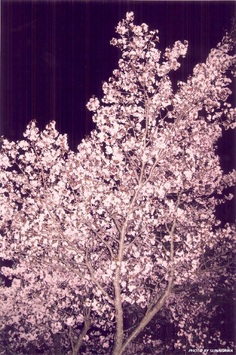 入選「夜桜」中村 智明氏