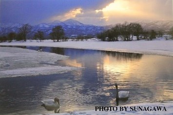 優秀賞「夕日を浴びる白鳥 2羽」山田 勝稔氏(一般)