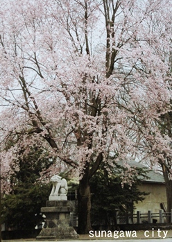 桜の日