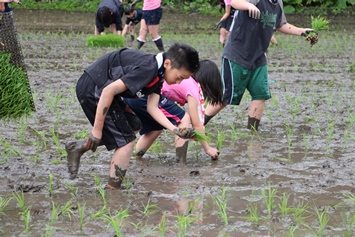 ドロドロになりながら田植え