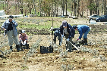 ラベンダー 植え替え