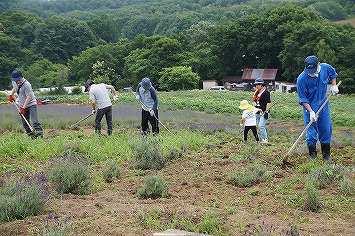 ラベンダー園