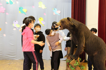 ヒグマを近くで見る小学生